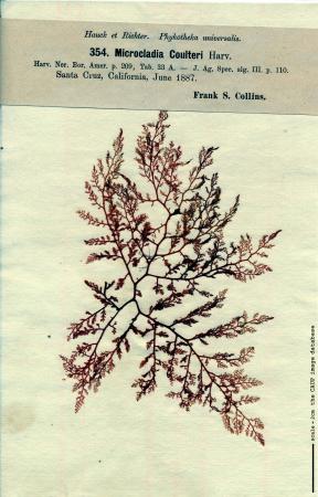 Microcladia coulteri_354.jpg